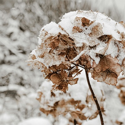 Garten winterfest machen